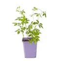Jiaogulan – ziele nieśmiertelności (Gynostemma pentaphyllum)