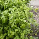 Jiaogulan – ziele nieśmiertelności (Gynostemma pentaphyllum)
