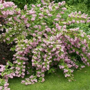 Różowa żylistek Strawberry Fields (Deutzia hybrida)