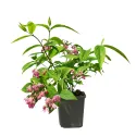 Różowa żylistek Strawberry Fields (Deutzia hybrida)