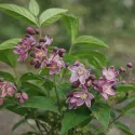 Różowa żylistek Strawberry Fields (Deutzia hybrida)