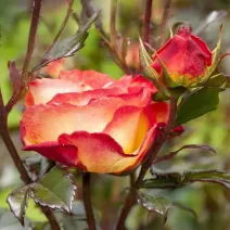 Róża floribunda Mein München w doniczce 3L